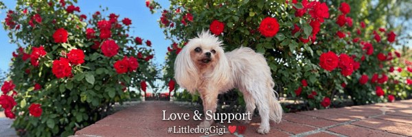 Gigi